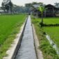Foto: Ilustrasi saluran irigasi di area persawahan. 