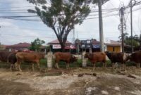 Foto : Hewan Ternak (istimewa)