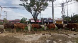 Foto : Hewan Ternak (istimewa)