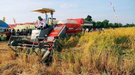 Foto: Ilustrasi kawasan pertanian di Kaltim. 