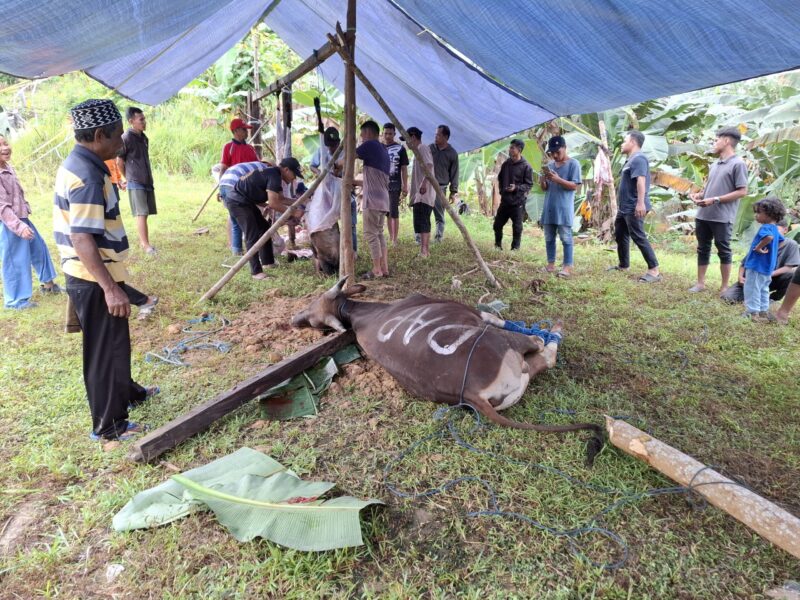 Teks foto : Nuansa kegiatan pemotongan hewan kurban di Musala Ibnu Sina yang terletak di Jalan Lapandewa (kawasan Batu Besaung), Kelurahan Sempaja Utara, Kecamatan Samarinda Utara.